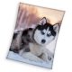 Kutyás Husky coral fleece polár takaró 150x200cm