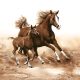 Lovas Mare with Foal szalvéta 20 db-os 33x33 cm