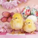 Húsvét Lovely Chickens szalvéta 20 db-os 33x33 cm