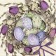Húsvét Violet Tulips Wreath szalvéta 20 db-os 33x33 cm