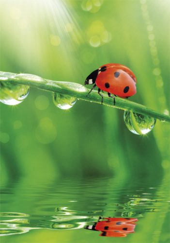 Természet Ladybug A/4 gumis mappa