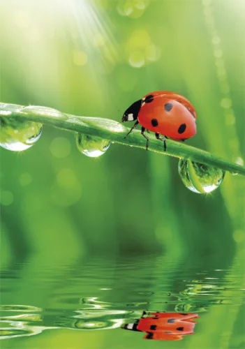Természet Ladybug A/4 gumis mappa