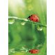 Természet Ladybug A/4 gumis mappa