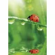 Természet Ladybug A/4 gumis mappa