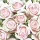 Rózsa Subtle Light Pink szalvéta 20 db-os 33x33 cm