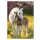 Lovas Spring Foal A/4 gumis mappa
